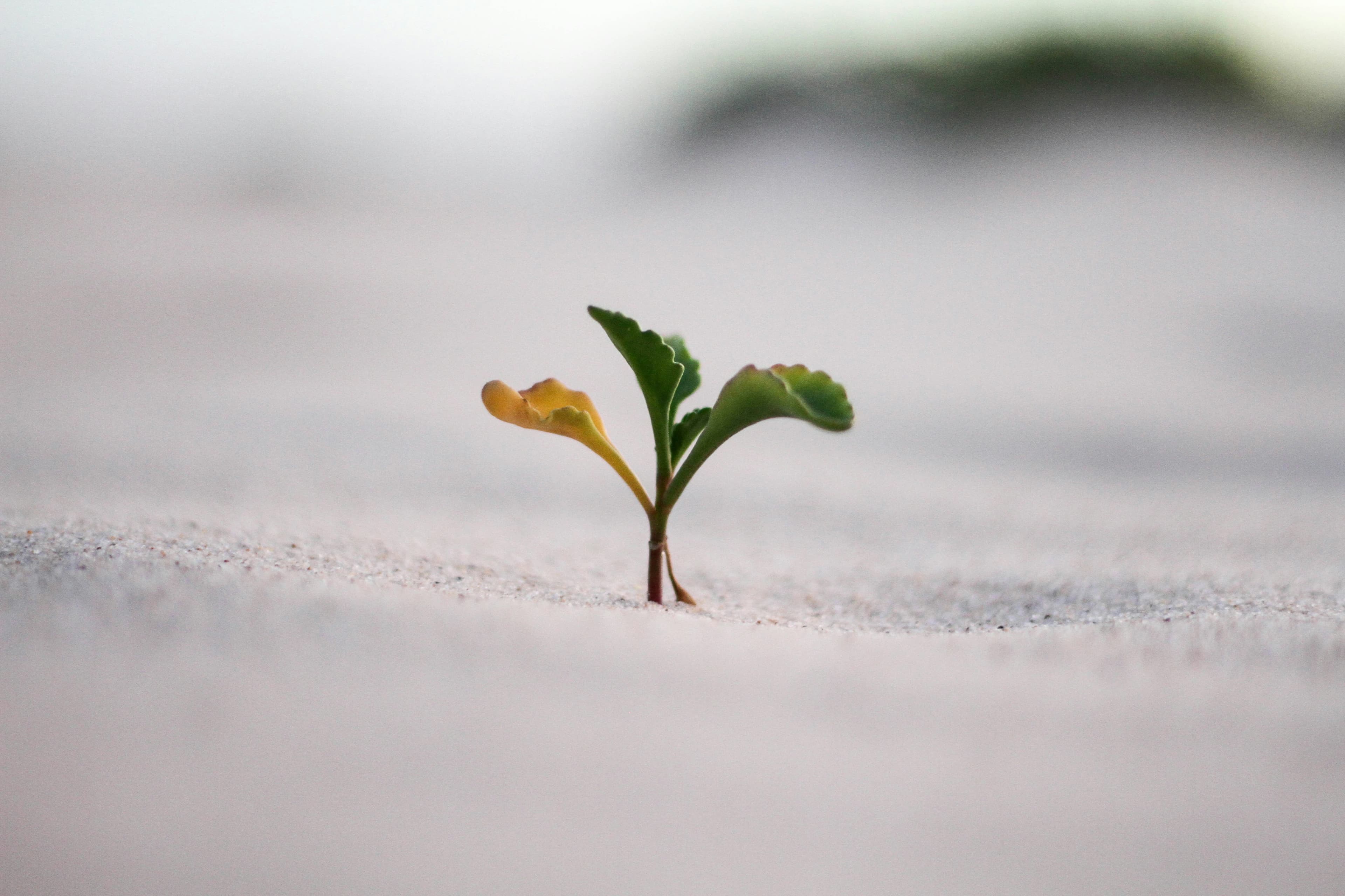 Growth Mindset
